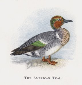 The American Teal by Alexander Francis Lydon